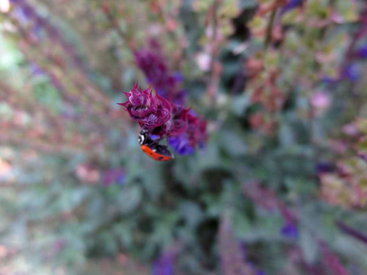 Ladybug by Susan Fluegel